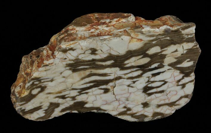 Section of Fossilized Peanut Wood - Australia #65603